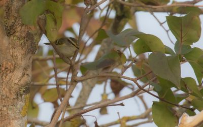 Kungsfgelsngare [Pallas's leaf warbler] IMGL5485.jpg