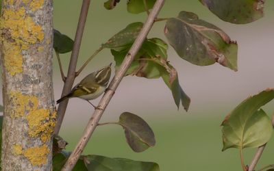 Kungsfgelsngare [Pallas's leaf warbler] IMGL5524.jpg