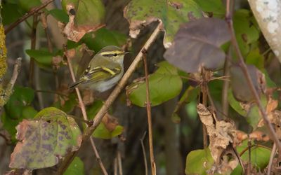 Kungsfgelsngare [Pallas's leaf warbler] IMGL5595.jpg
