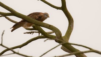 Rd glada [Red Kite] IMGL5922.jpg