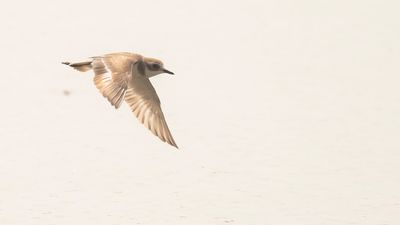 kenpipare [Greater sand plover] IMGL6195.jpg