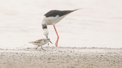 Skedsnppa [Spoon-billed sandpiper] IMGL6428.jpg