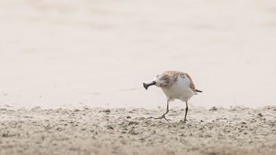 Skedsnppa [Spoon-billed sandpiper] IMGL6446.jpg
