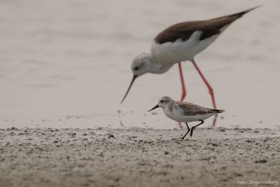 Skedsnppa [Spoon-billed sandpiper] IMGL6449.jpg
