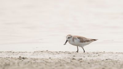 Skedsnppa [Spoon-billed sandpiper] IMGL6488.jpg
