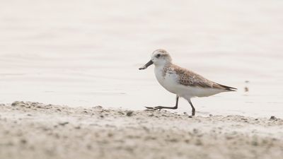 Skedsnppa [Spoon-billed sandpiper] IMGL6502.jpg