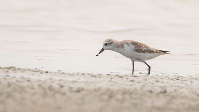 Skedsnppa [Spoon-billed sandpiper] IMGL6520.jpg