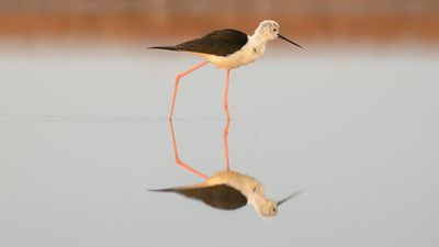 Styltlpare [Black-winged stilt] IMGL6630.jpg