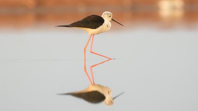 Styltlpare [Black-winged stilt] IMGL6634.jpg