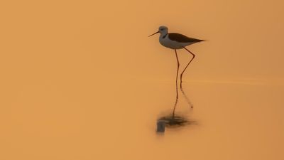 Styltlpare [Black-winged stilt] IMGL6635.jpg