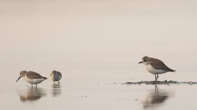 Kamtjakapipare [Siberian sand plover] IMGL6673.jpg