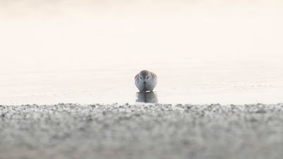Skedsnppa [Spoon-billed sandpiper] IMGL6704.jpg