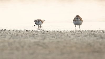 Skedsnppa [Spoon-billed sandpiper] IMGL6714.jpg