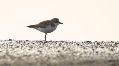 kenpipare [Greater sand plover] IMGL6734.jpg