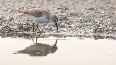 Rdhalsad snppa [Red-necked stint]IMGL6738.jpg