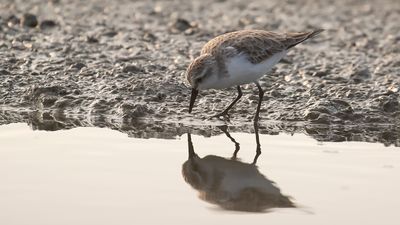 Rdhalsad snppa [Red-necked stint]IMGL6744.jpg