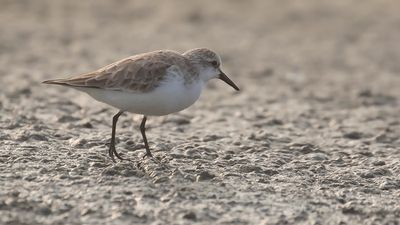 Rdhalsad snppa [Red-necked stint]IMGL6754.jpg