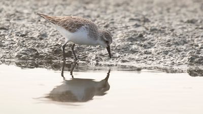Rdhalsad snppa [Red-necked stint] IMGL6762.jpg