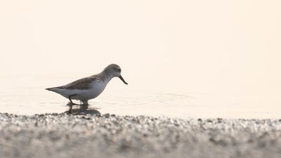Rdhalsad snppa [Red-necked stint]IMGL6767.jpg