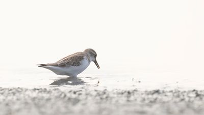 Rdhalsad snppa [Red-necked stint]IMGL6779.jpg