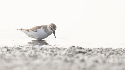 Rdhalsad snppa [Red-necked stint]IMGL6780.jpg