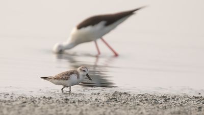 Skedsnppa [Spoon-billed sandpiper] IMGL6799.jpg