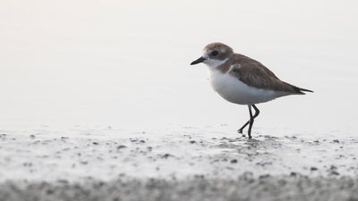 Kamtjakapipare [Siberian sand plover] IMGL6813.jpg