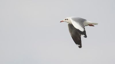Brunhuvad ms [Brown-headed gull] IMGL6829.jpg