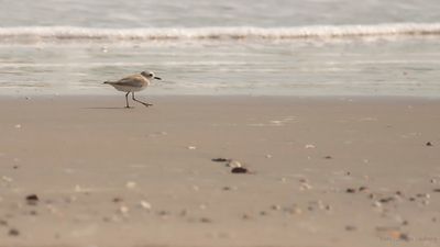 Sandstrandpipare [White-faced plover] IMGL7205.jpg