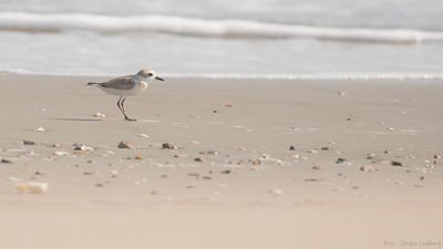 Malajstrandpipare [Malaysian plover] IMGL7223.jpg
