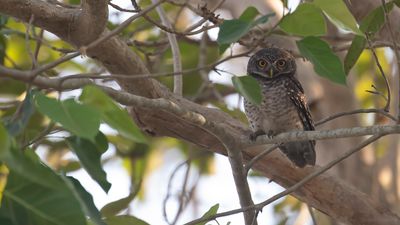 Brahminuggla [Spotted owlet] IMGL7372.jpg