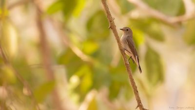 Glasgonflugsnappare [Asian brown flycatcher] IMGL7777.jpg