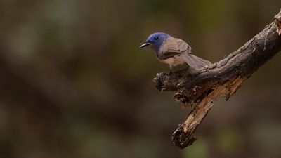 Azurmonark [Black-naped monarch] IMGL8088.jpg