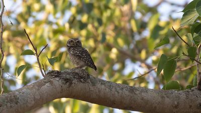 Brahiminuggla [Spotted owlet] IMGL7385.jpg