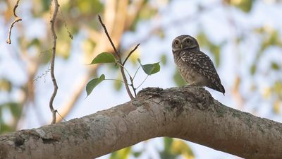 Brahiminuggla [Spotted owlet] IMGL7390.jpg