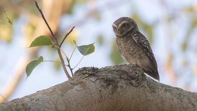 Brahiminuggla [Spotted owlet] IMGL7403.jpg