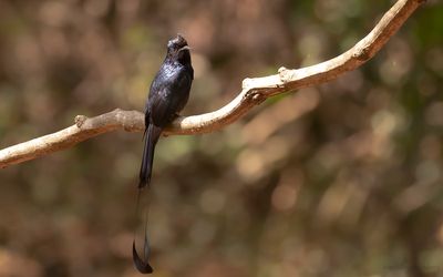 Strre vimpeldrongo [Greated racket-tailed drongo] IMGL7705.jpg