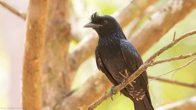 Strre vimpeldrongo [Greated racket-tailed drongo] IMGL7811.jpg
