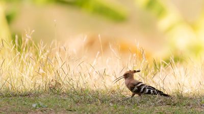 Hrfgel [Eurasian hoopoe] IMGL7835.jpg