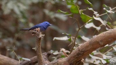 Azurmonark [Black-naped monarch] IMGL7932.jpg