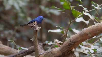 Azurmonark [Black-naped monarch] IMGL7936.jpg