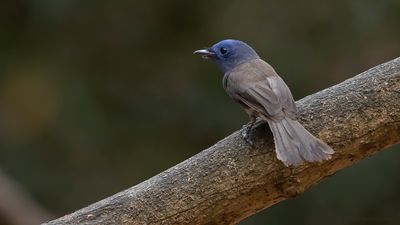 Azurmonark [Black-naped monarch] IMGL7985.jpg