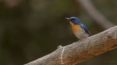 Tickellflugsnappare [Indochinese blue flycatcher] IMGL8102.jpg
