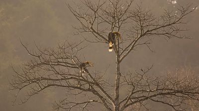 Orientnrhornsfgel [Oriental pied hornbill] IMGL8279.jpg