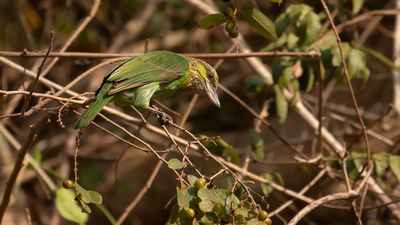 Grnryggad barbett [Reen-eared barbet] IMGL8324.jpg