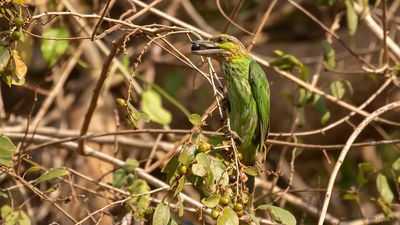Grnryggad barbett [Reen-eared barbet] IMGL8330.jpg