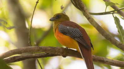 Orangebrstad trogon [Orange-breasted trogon] IMGL8523big.jpg