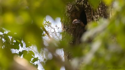 Tickells nshornsfgel [Tickells brown hornbill] IMGL8570.jpg