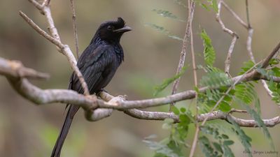 Strre vimpeldrongo [Greated racket-tailed drongo] IMGL8890.jpg