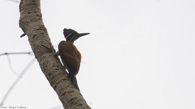 Strre sultanspett [Greater flameback] IMGL9032.jpg